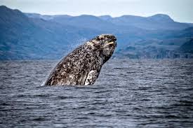 All About Alaska: An Introduction to America's Last Frontier