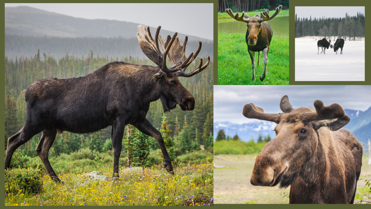 The Mighty Moose: Learn About Moose With Trivia And Coloring Activity (Ages 5-10)