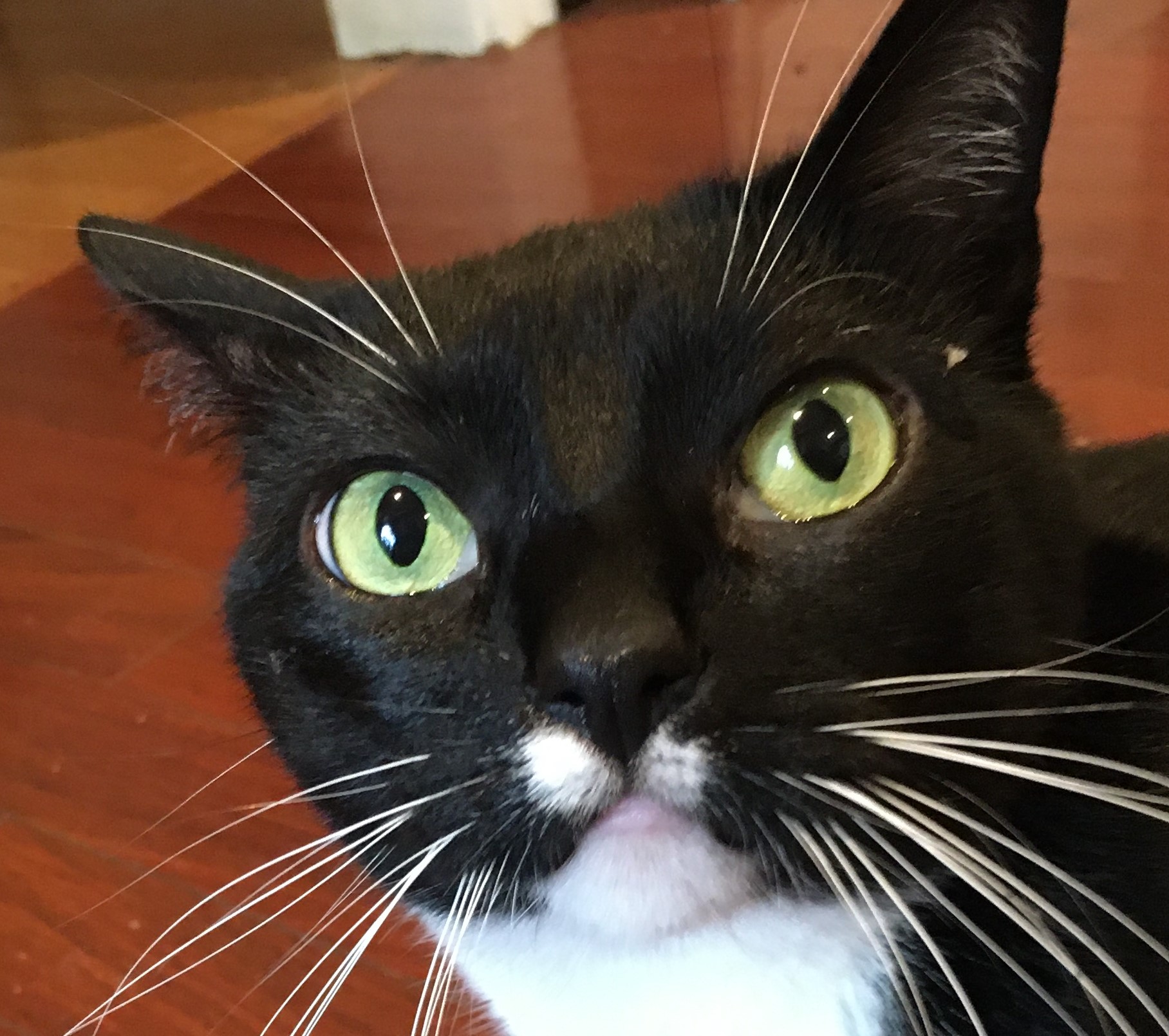 Ms. Laurel's Cat Caf&eacute; Social Club